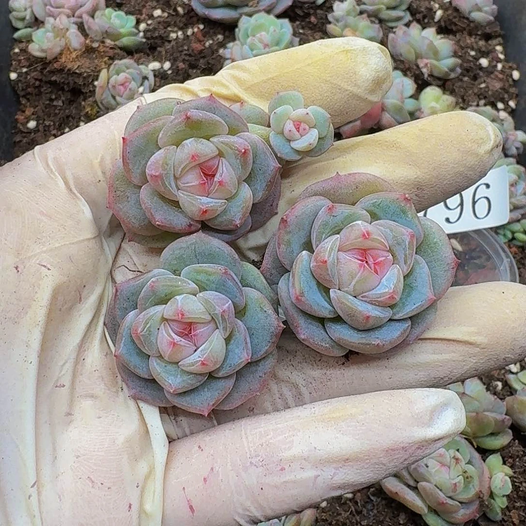 沫*多肉植物多肉植物796