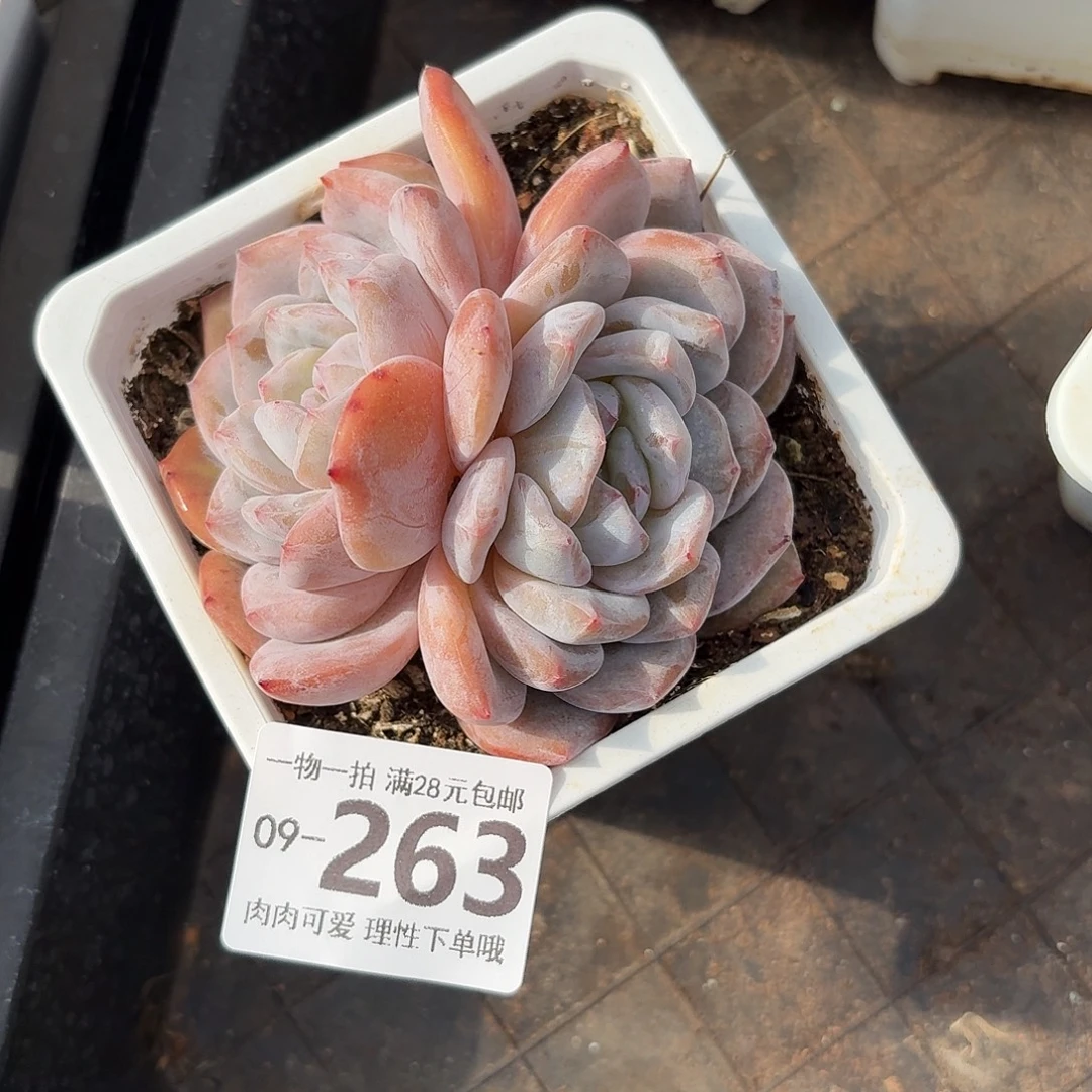 石榴籽无盆土发货无盆