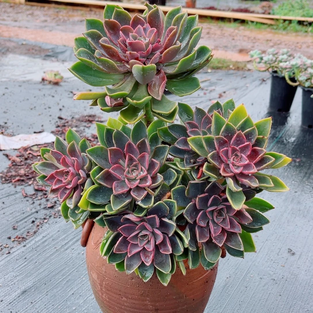 琼斯大群一颗带土球发货