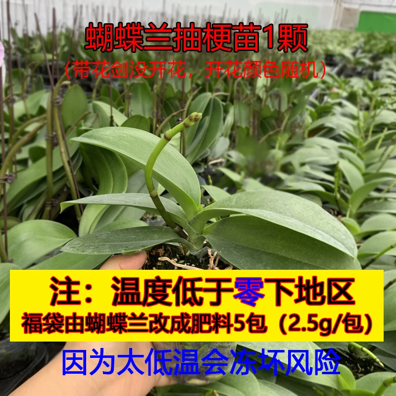 蝴蝶兰抽梗苗带花剑未开花品种颜色随机1颗（低温地区改肥料5包）