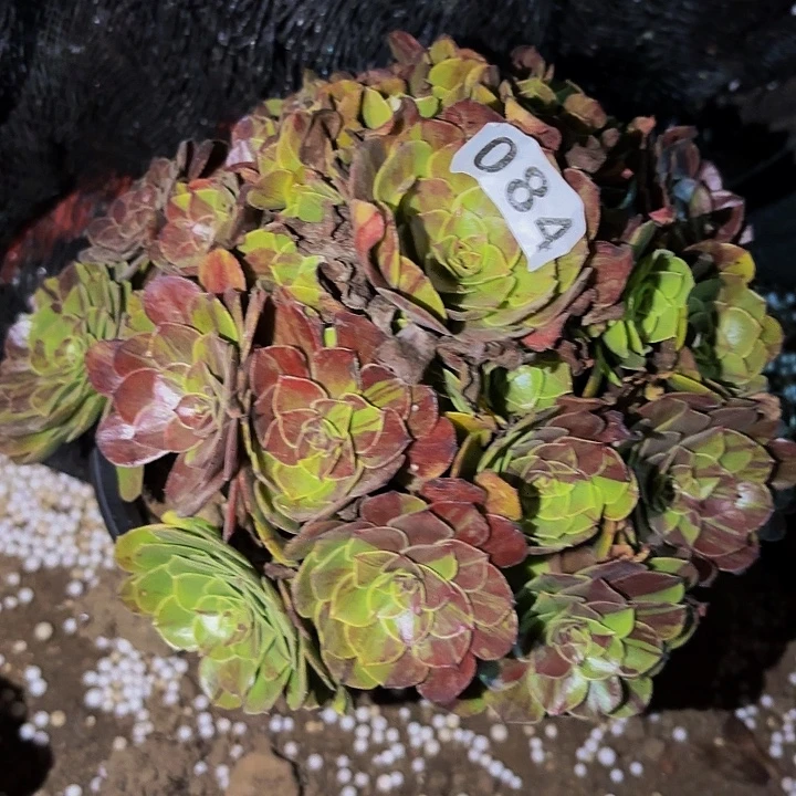 084花月夜多肉植物不售后