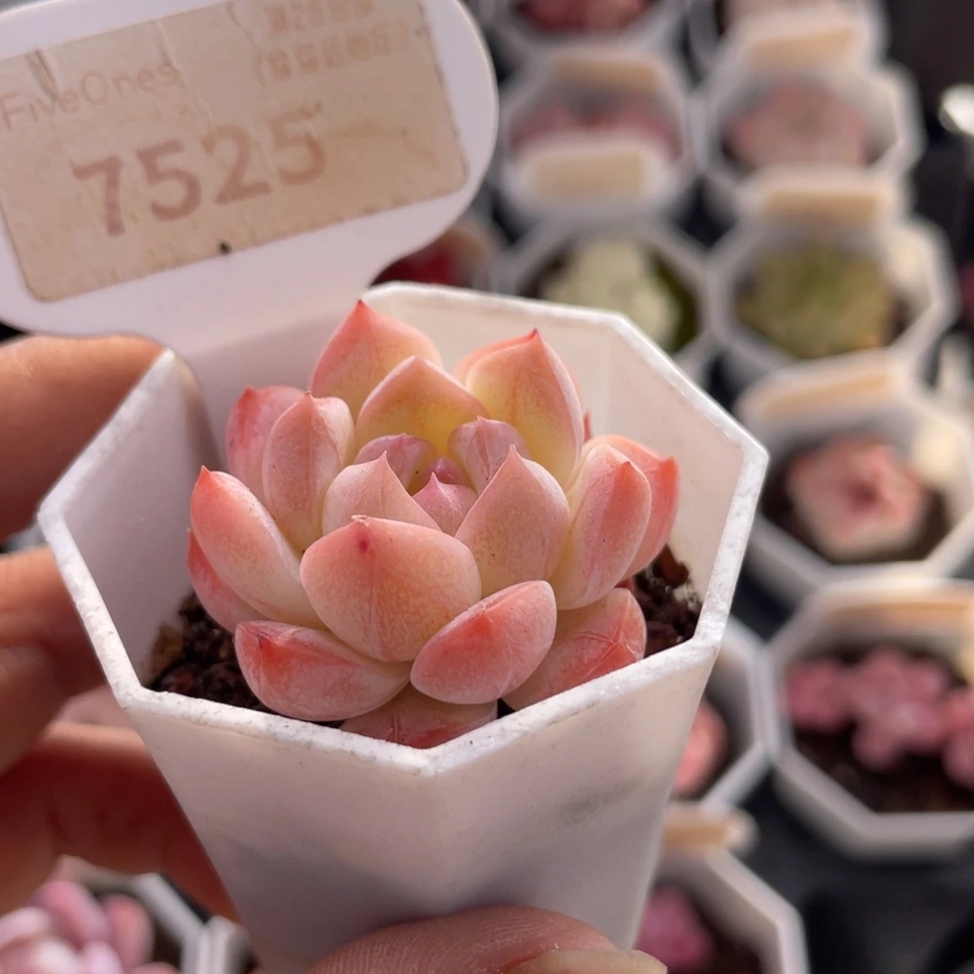 女王麦7525-4.0厘米