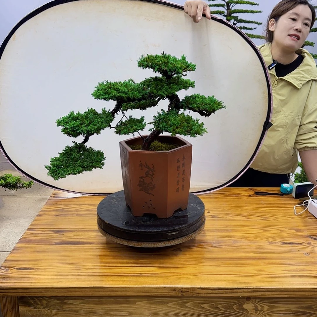 无花朵盆景直播间一物一拍