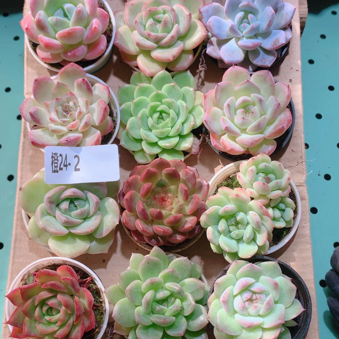 24-2一物一拍多肉带盆18颗