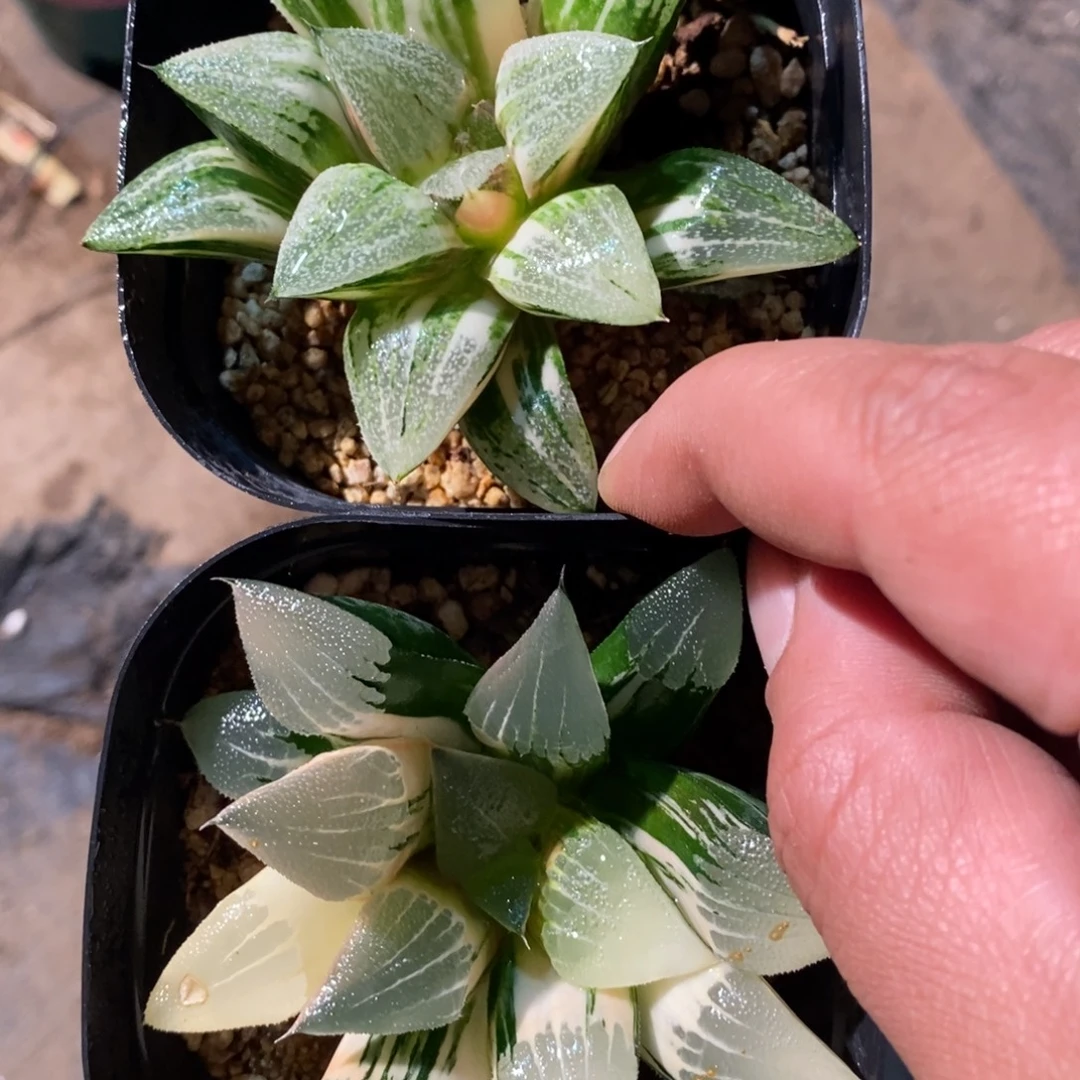 A***12940 两颗一起 超级福利