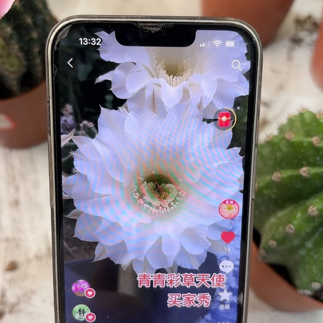 彩草青天使9公分左右