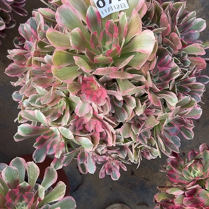 11.12-77男神多肉植物1