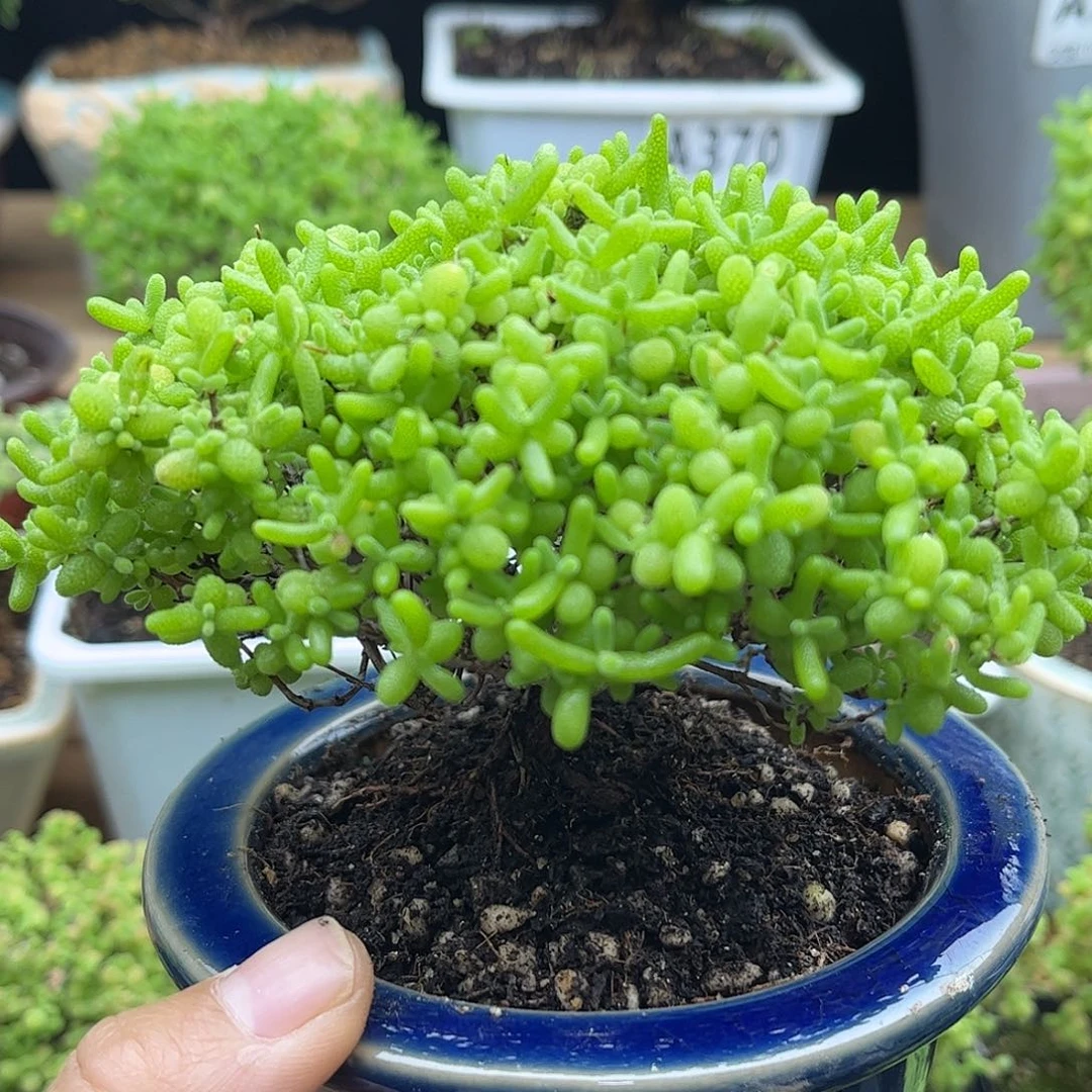 50蜜桔带盆优选枝干番杏