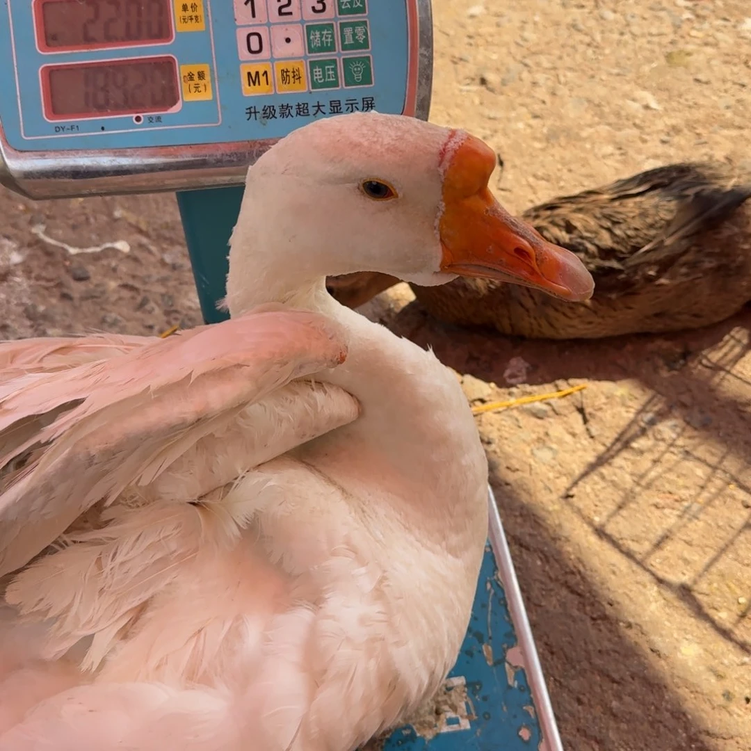 1中国大陆包装大鹅