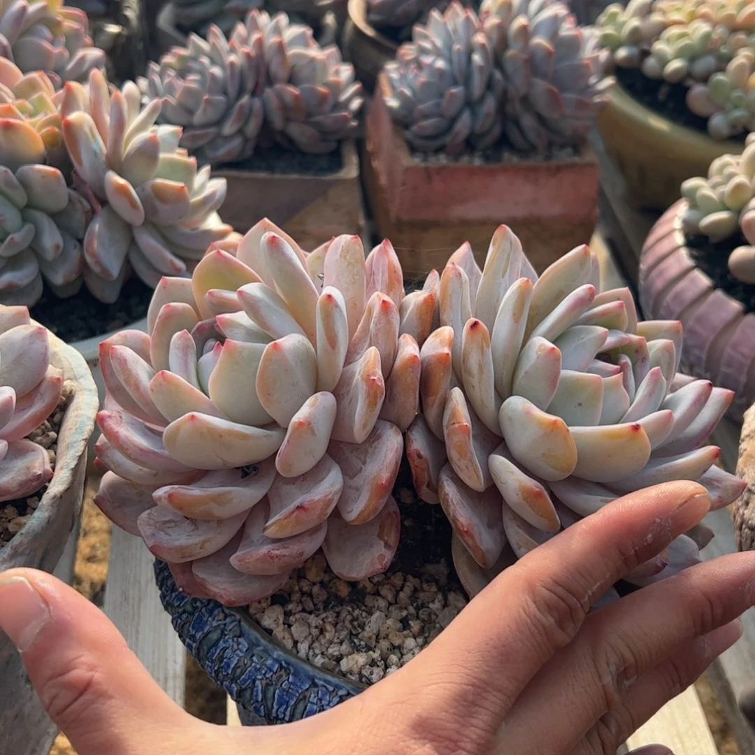 福利大老桩橙子多肉植物