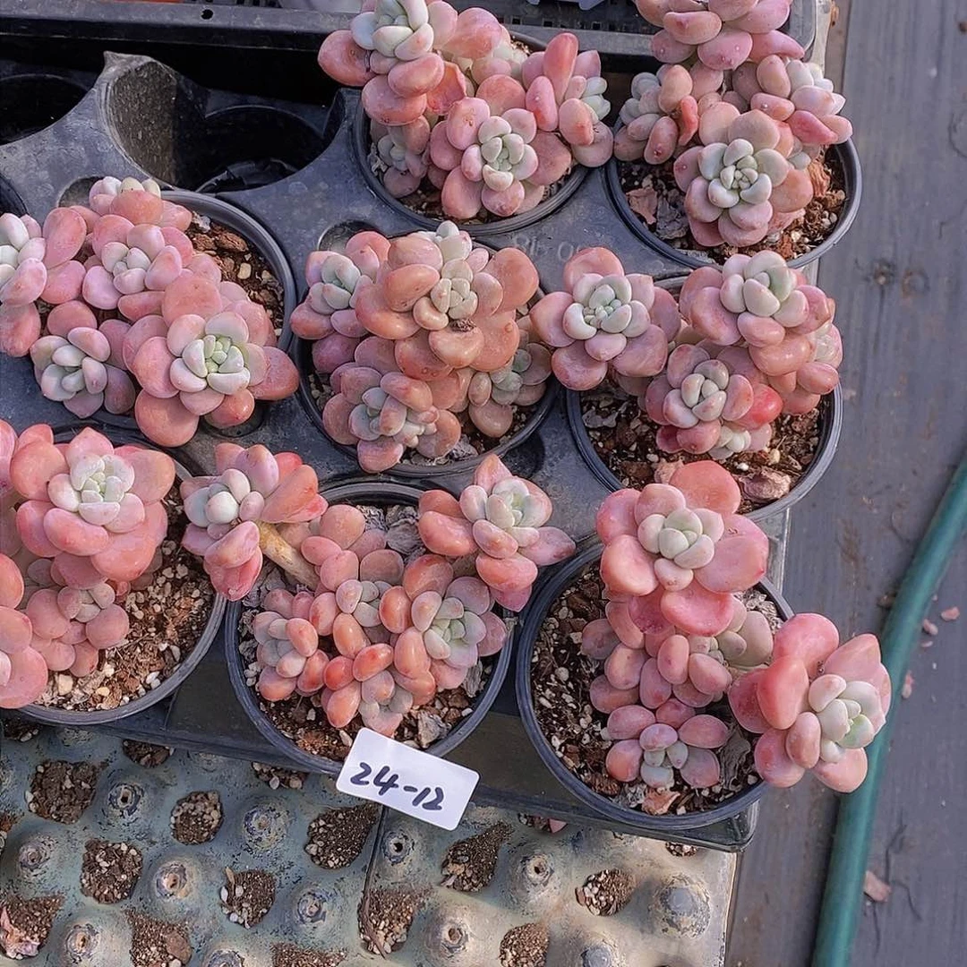 24-12-红洛神福利一颗 量拍