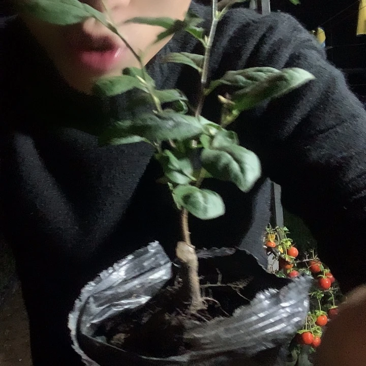 无花朵老鸦柿洛神珠