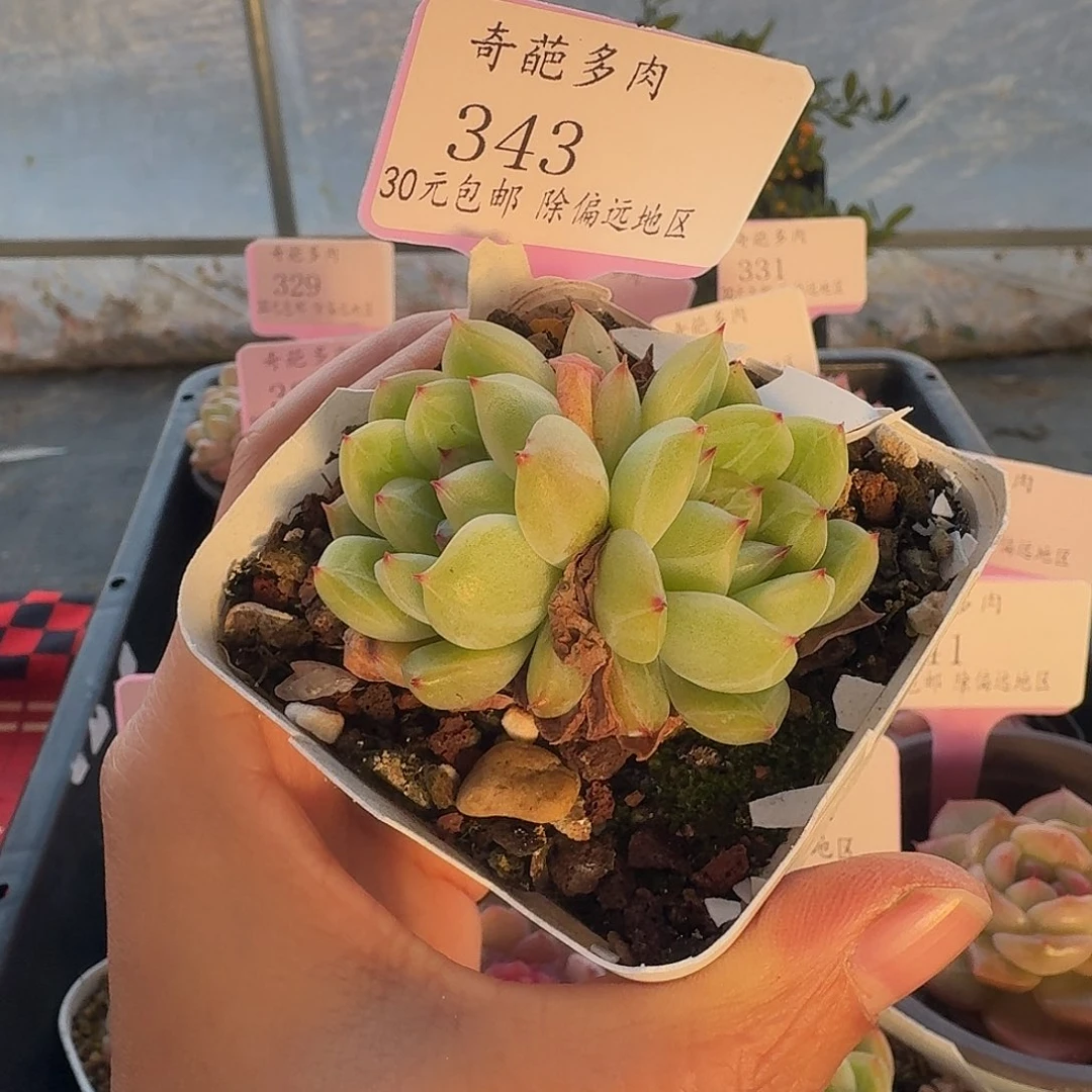 343 脱土 一物一拍 不包整