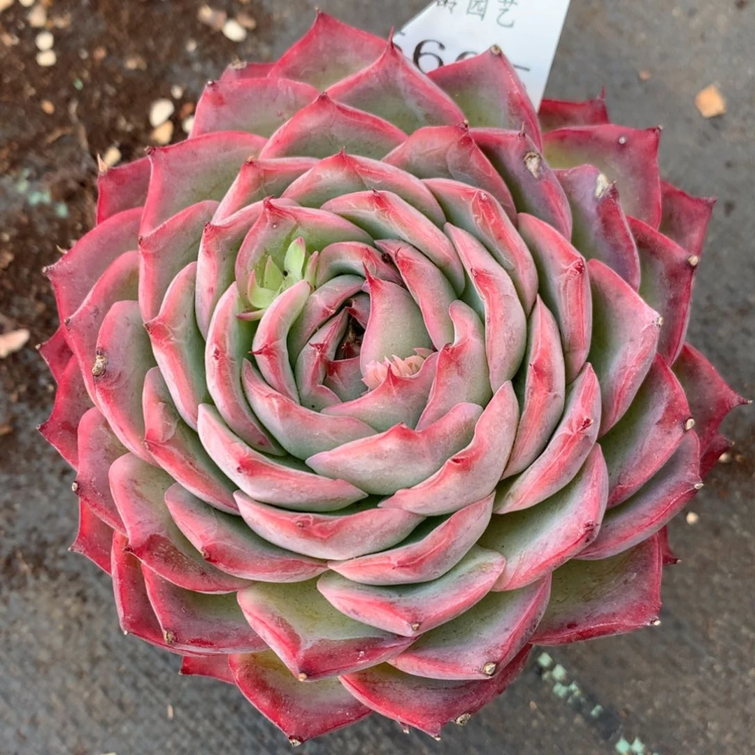 5605杂交精品基地11厘米