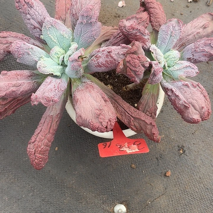 晨语多肉，一物一拍男爵33