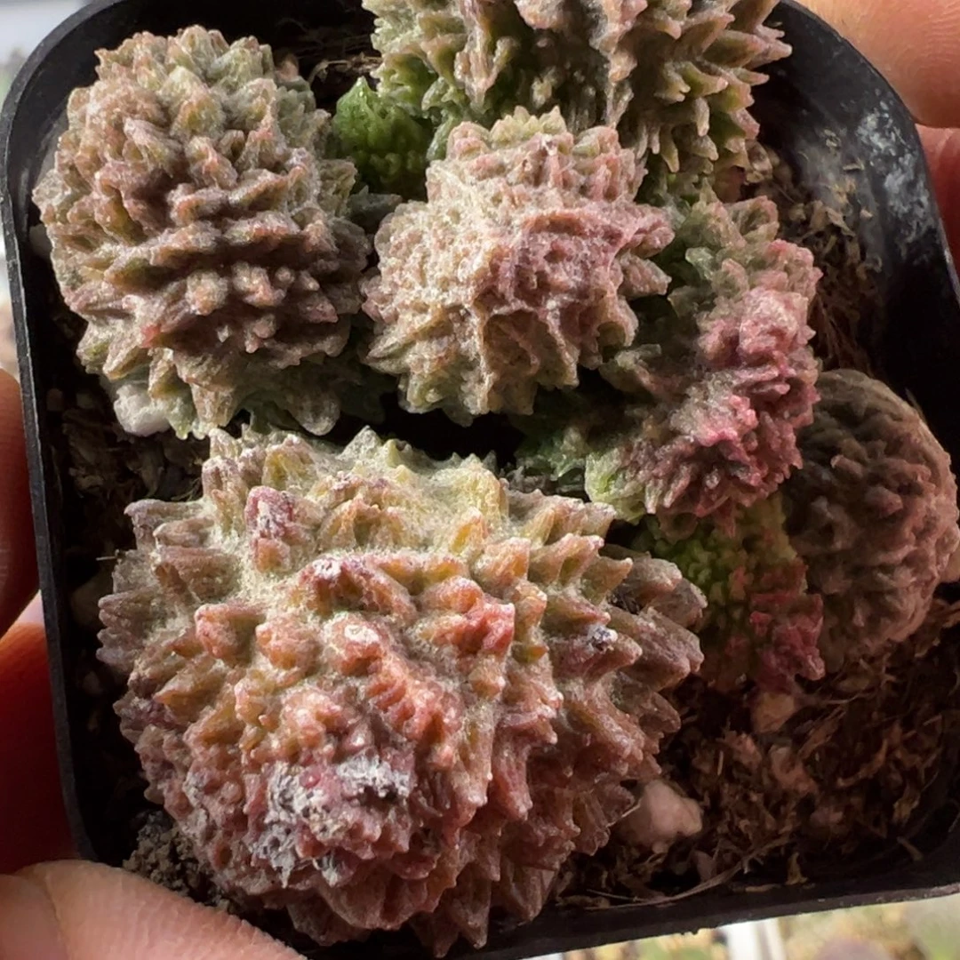 圆叶巨尤朱紫玉母叶尤点疤特价