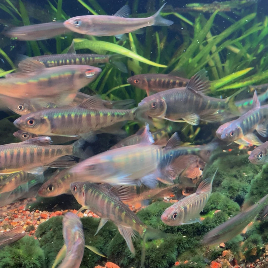 工具鱼8-10长鳍躐8条