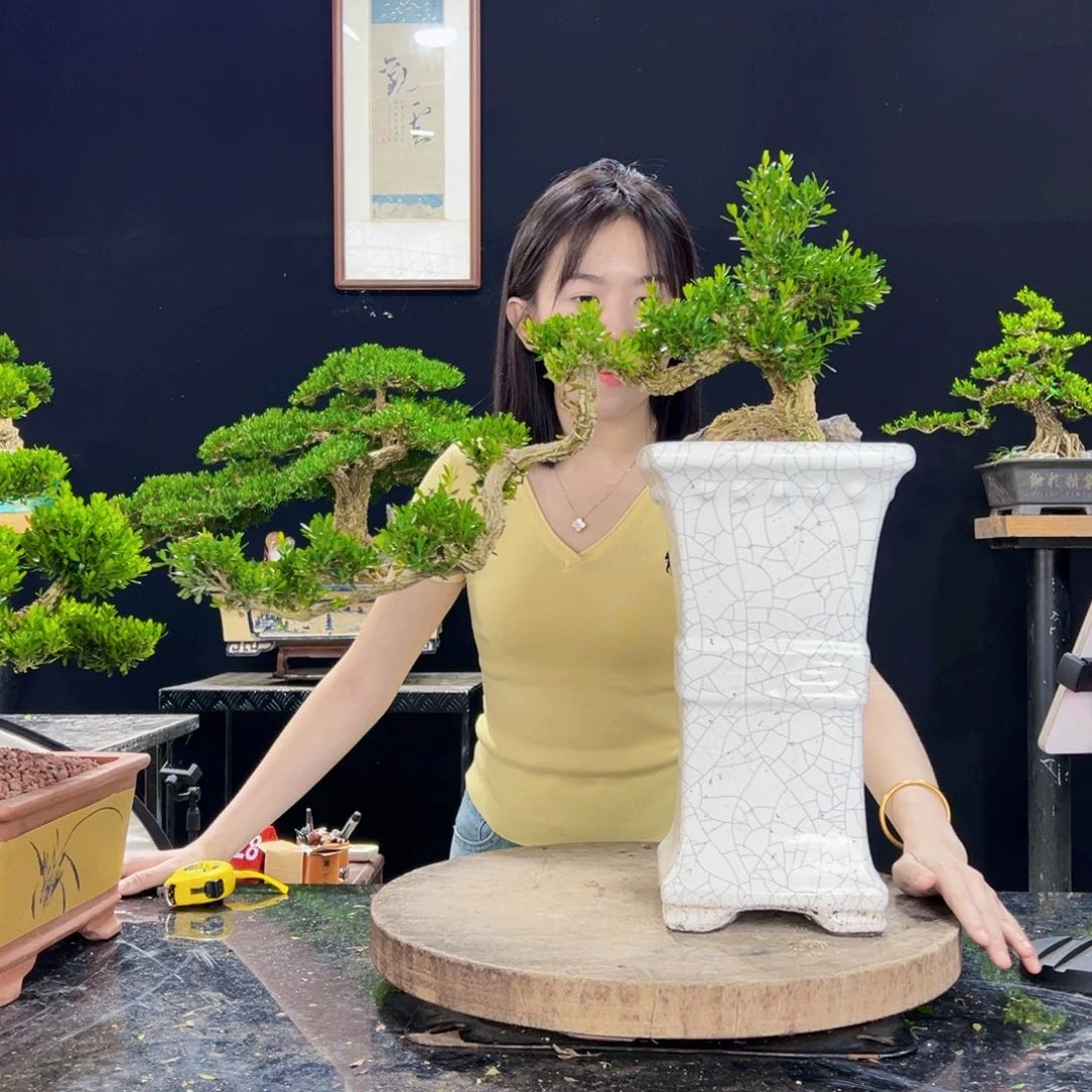 无花朵黄杨盆景四季常青