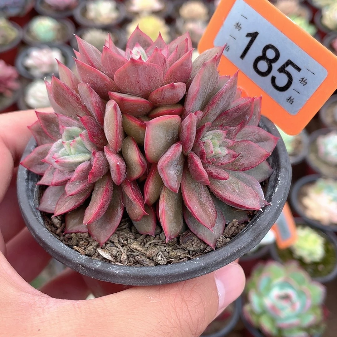 石化群185个多肉植物