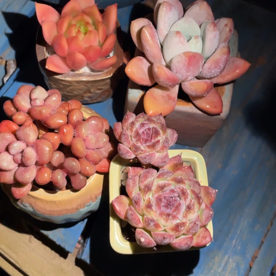 暖***W多肉植物盆栽多肉