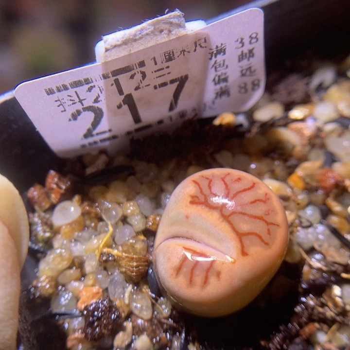 石头花多肉212.217