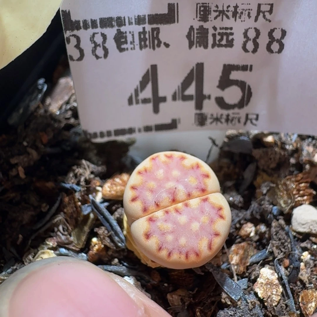 Zzz生生花肉锥445