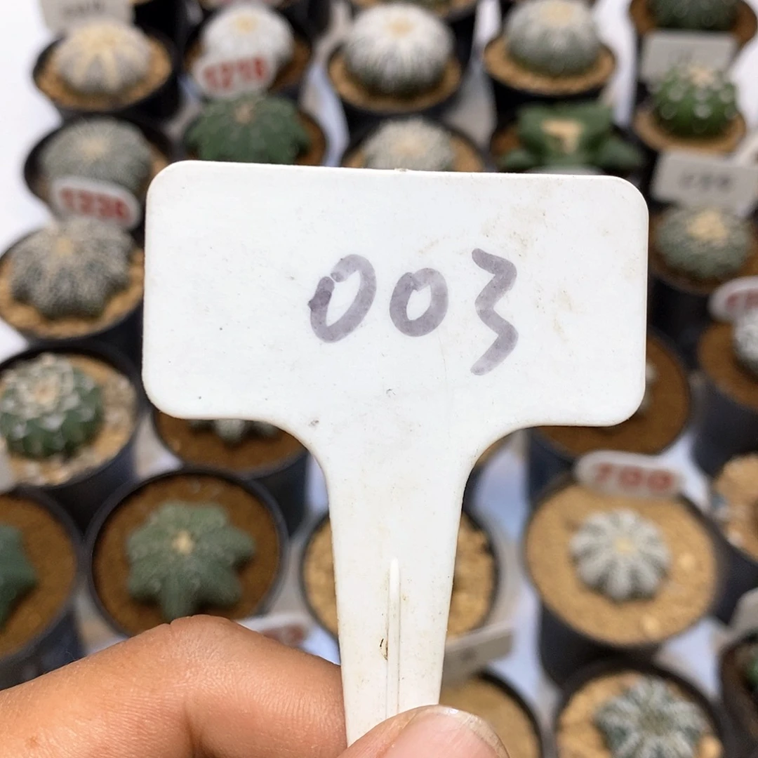 ?****心003付款了特价来了