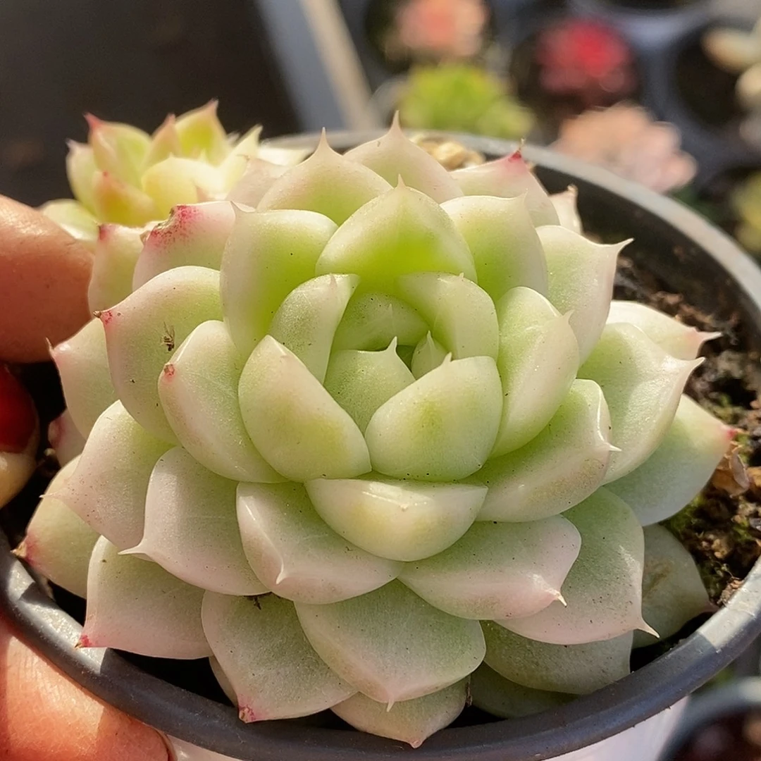 310麦秆哈哈哈哈哈哈看