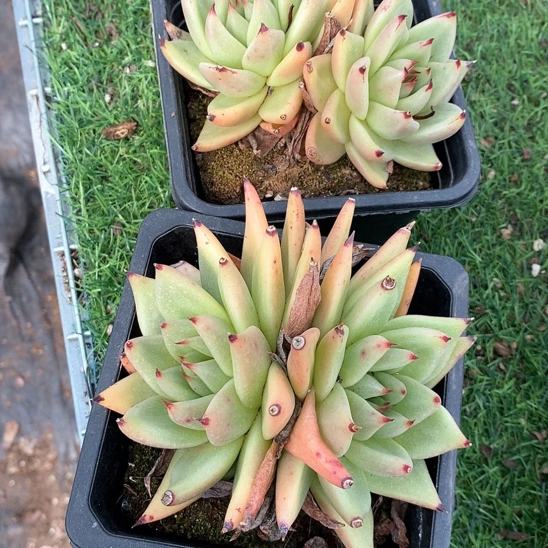 双头乌木1颗多肉植物