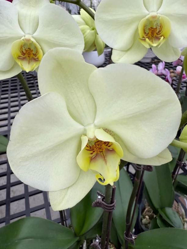 （绿地球）淡雅绿色大花蝴蝶兰