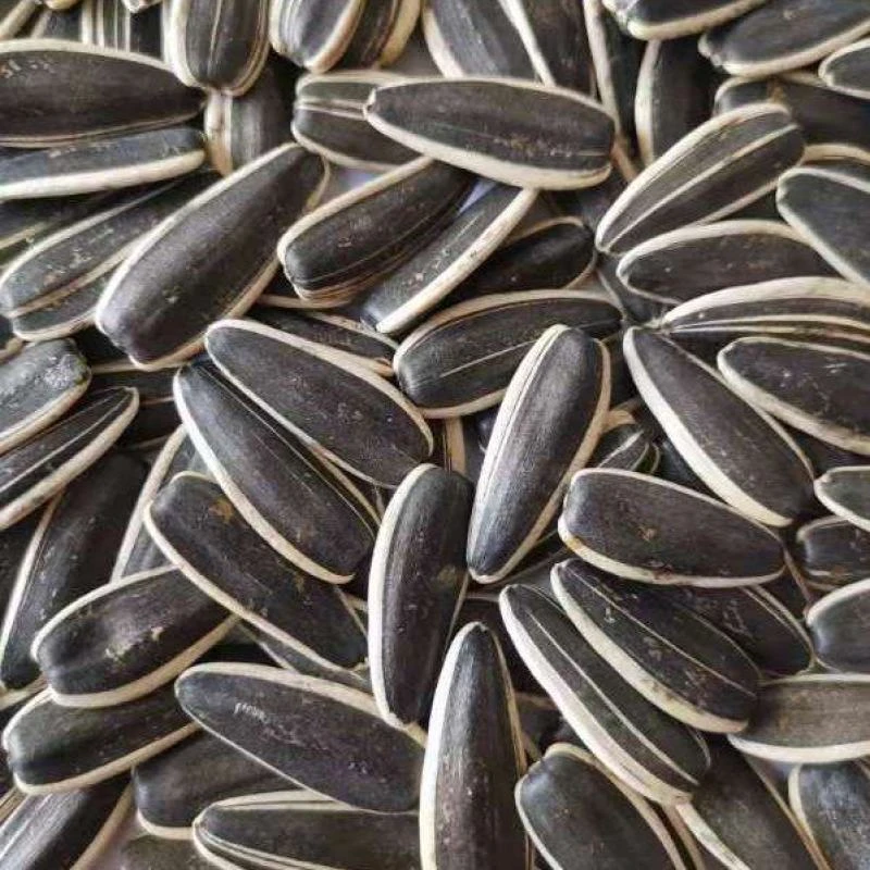 黑龙江现炒瓜子追剧必备颗颗原味瓜子留香