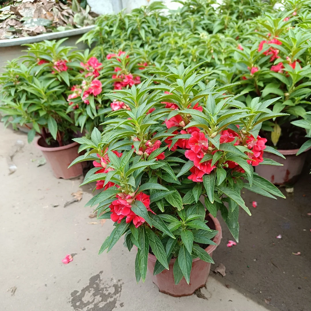 指甲花本地凤仙花苗盆栽带花阳台庭院易养花园地栽芨芨草花卉植物