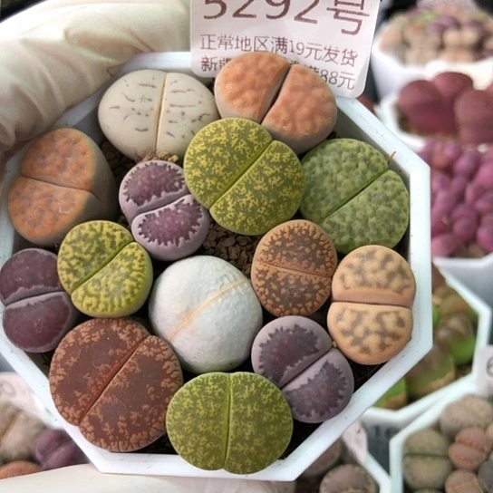 5292，如图彩色母本生石花