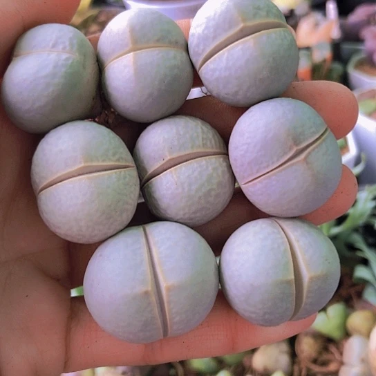 无花朵0931，2.4-2.7厘米下班福利