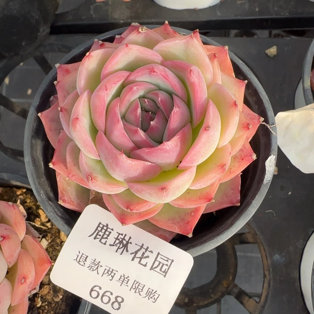 多肉很小看清楚下单拒绝非品质售后668