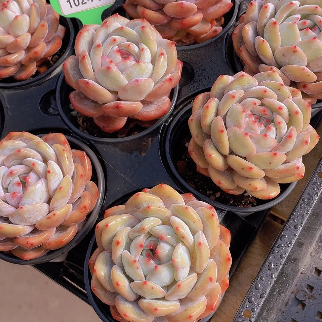 1024号 元旦福利老桩大韩橙单头一个