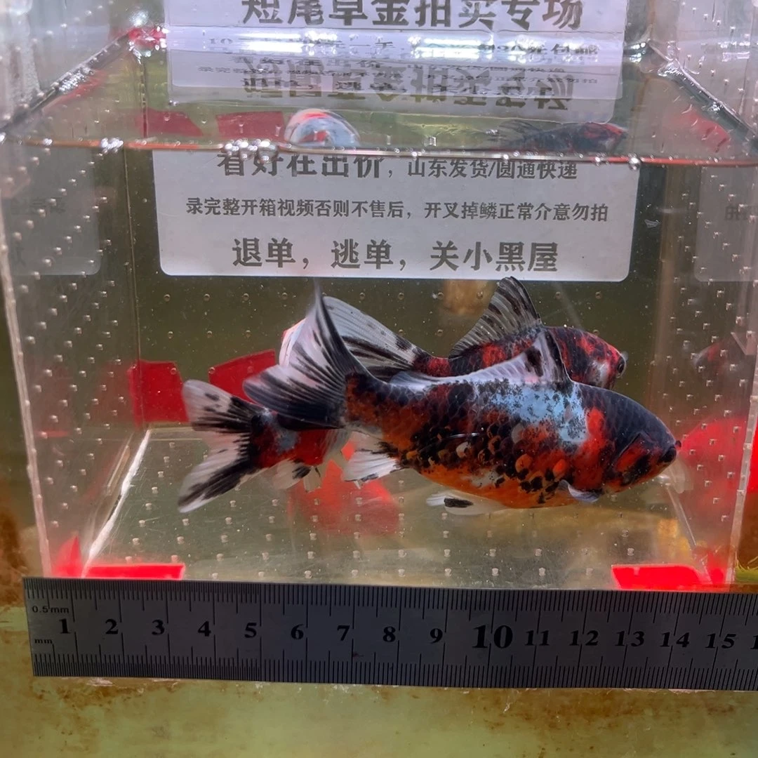 海水鱼370号短尾草金鱼一组