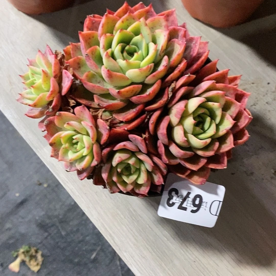 嗨**格673贝拉多娜多肉植物