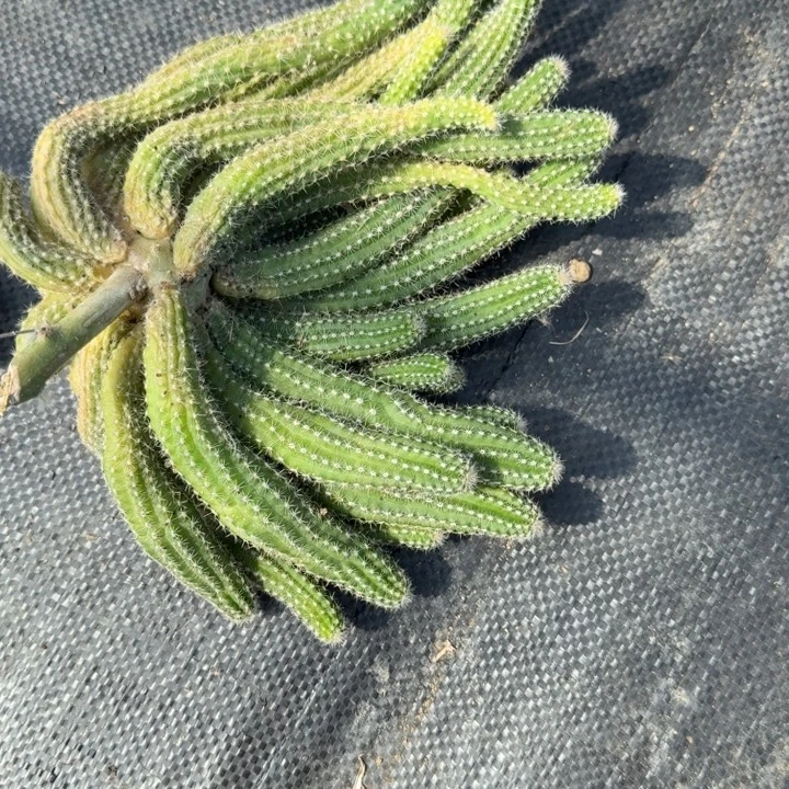 白檀仙人球群生507