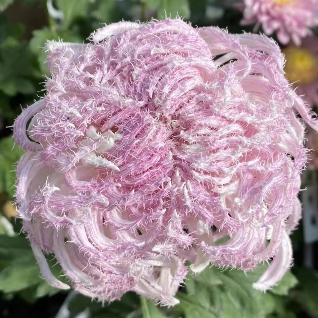 【鹅毛粉黛】九月大菊花小苗稀有品种花期长耐热耐寒易养活喜阳