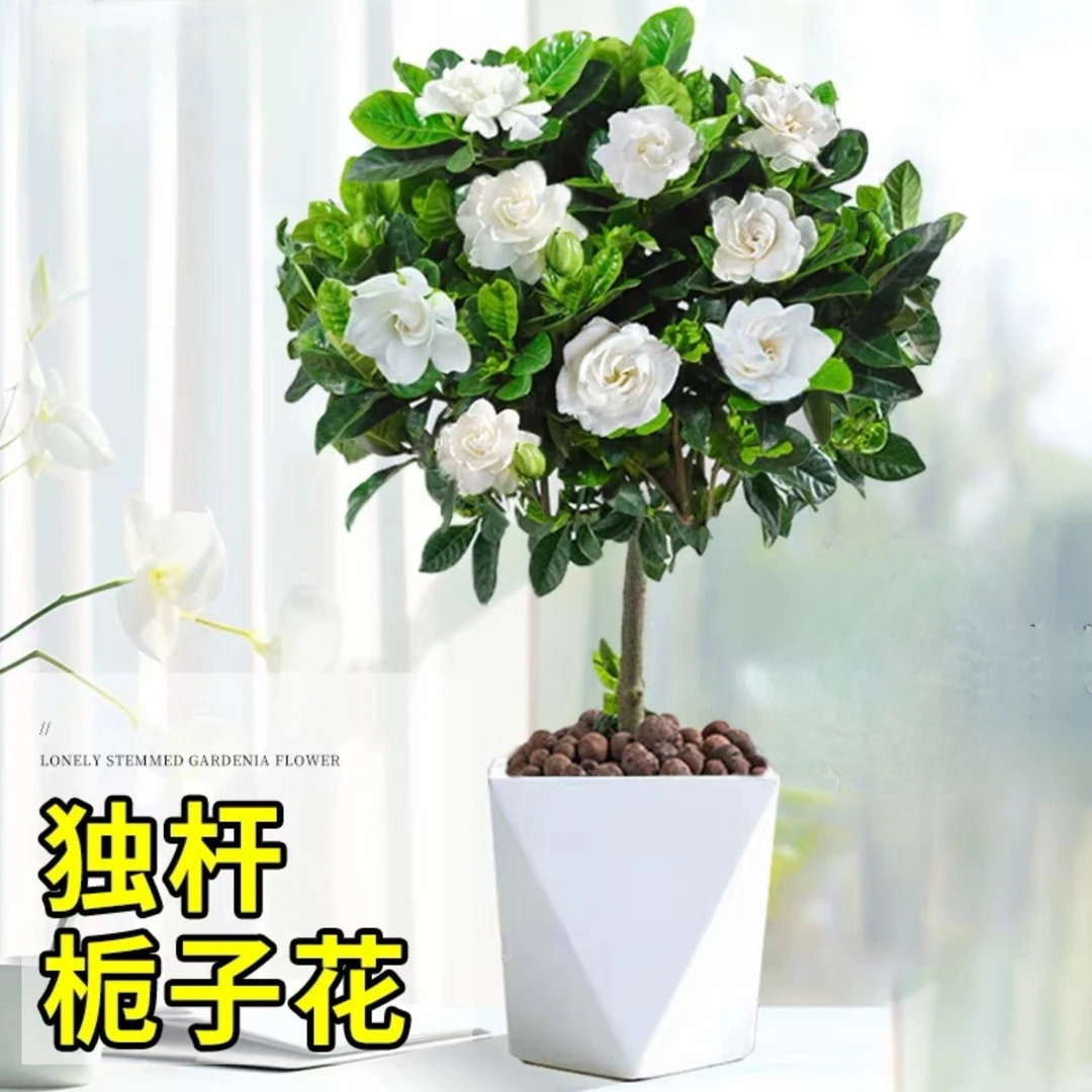 230大盆棒棒糖栀子花L浓香型绿植四季好养客厅阳台吸甲醛