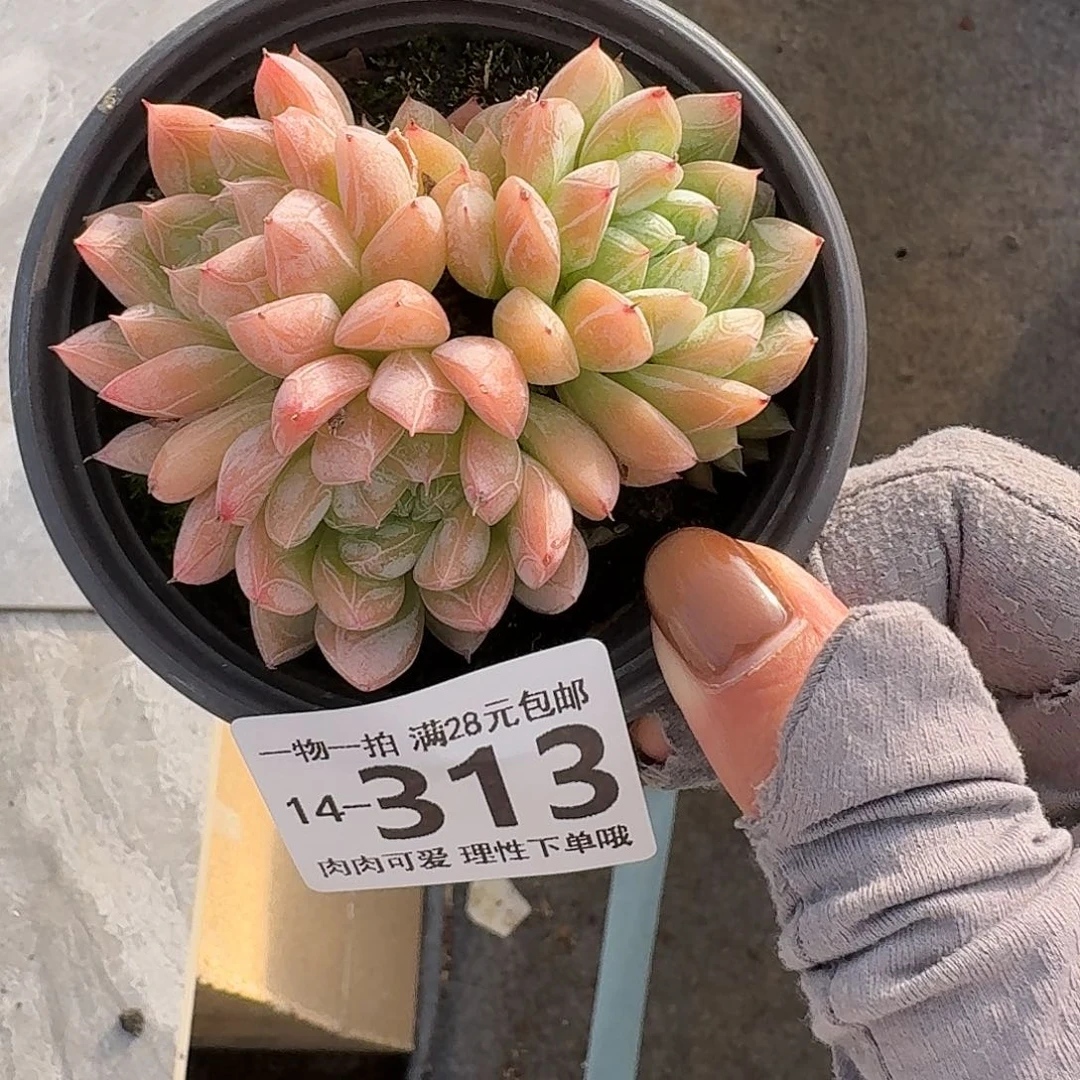 爱莎无盆土发货无盆