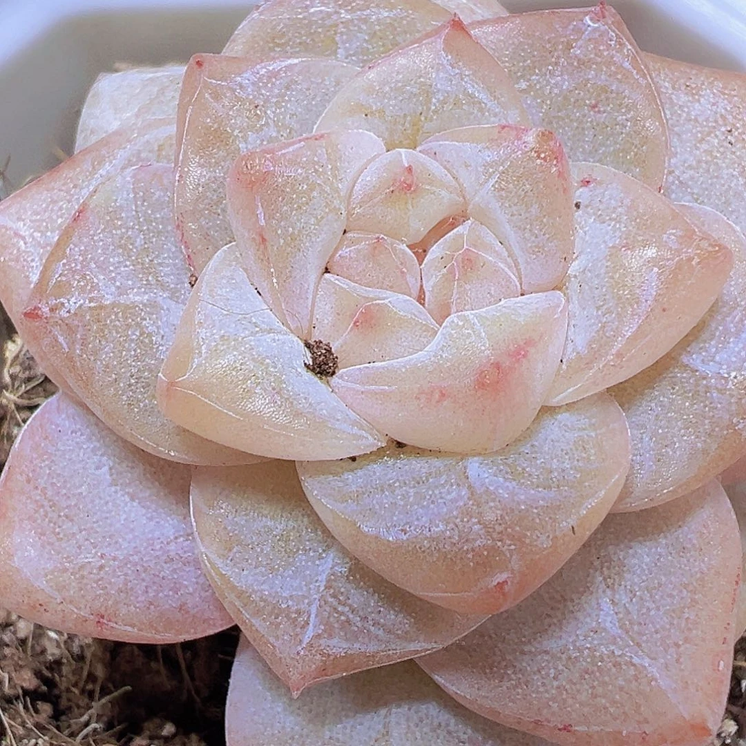 冰钻19包邮多肉植物