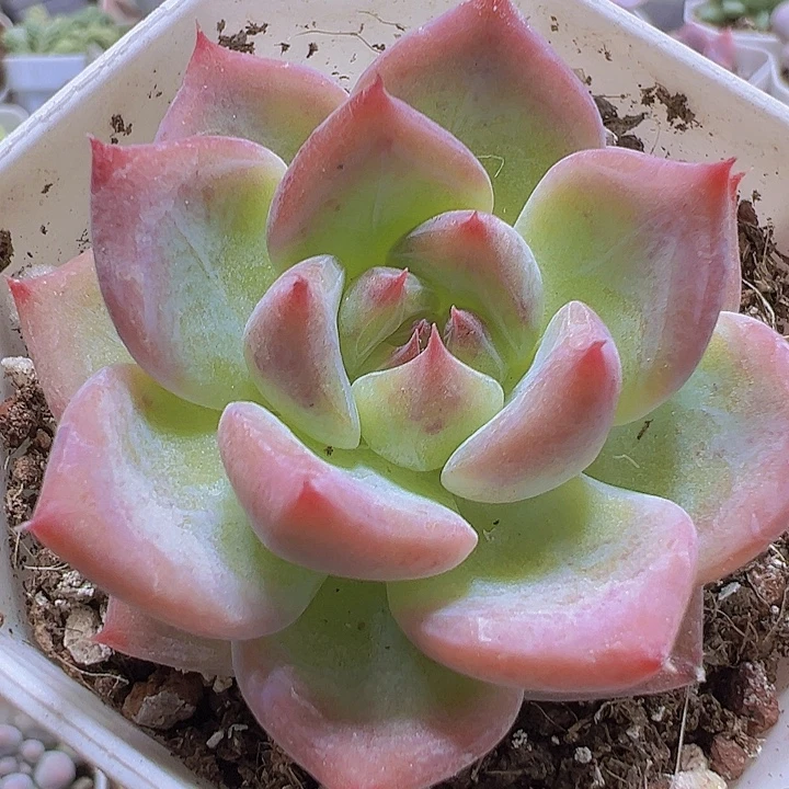 白蜡糖19包邮多肉植物