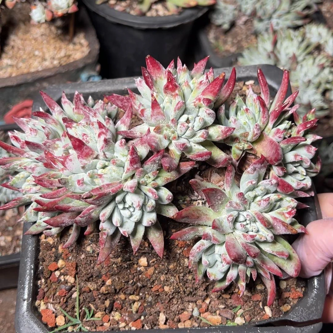 2596白姆哈哈哈哈哈哈哈哈