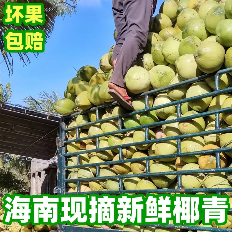 【7个装】海南新鲜椰青孕妇水果现摘带皮椰子小孩清甜解渴青皮椰