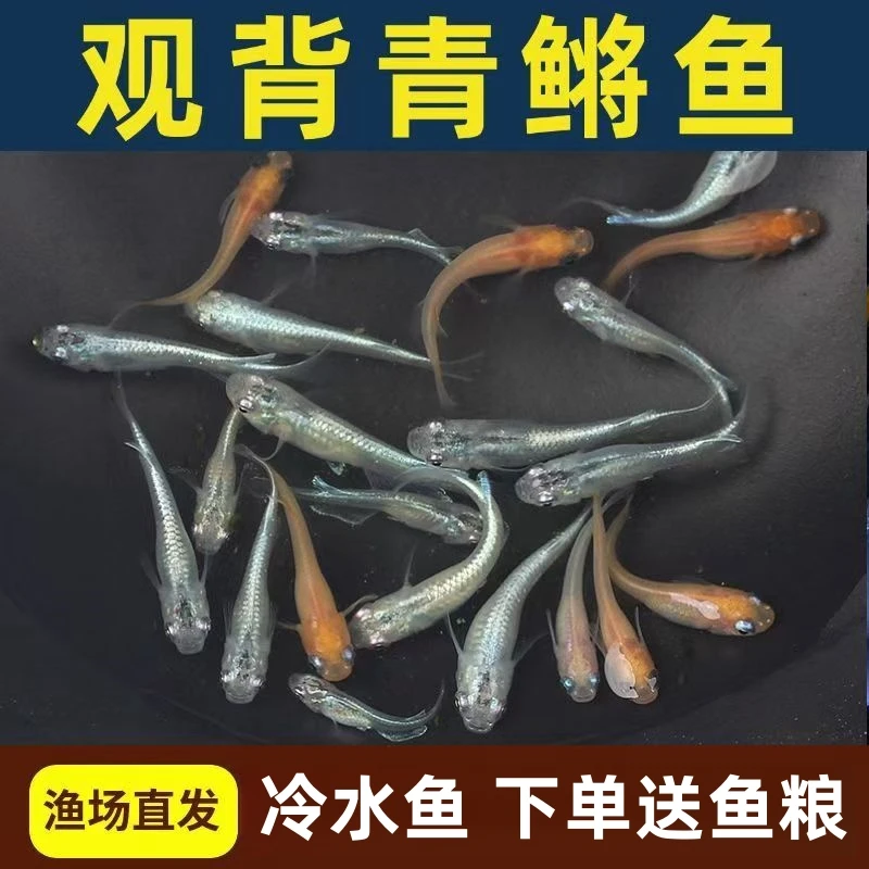 观背青鳉鱼 小型淡水鱼 冷水鱼