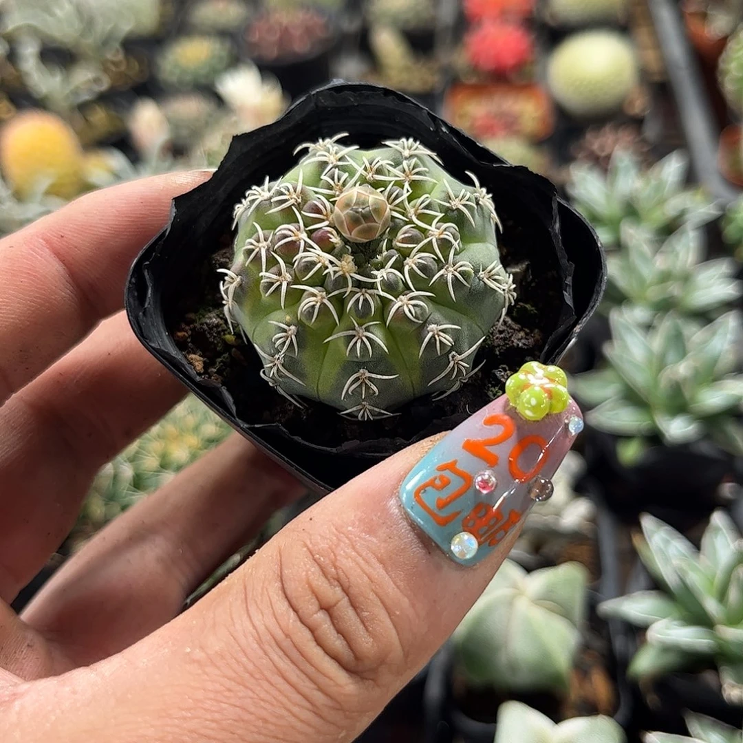 脉***女108342一物一拍单头发货