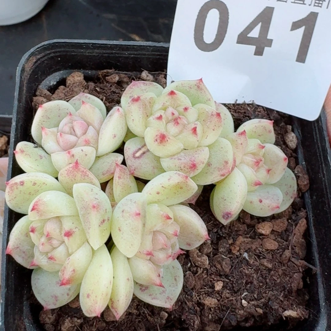 白糖珍妮树桩         精品多肉