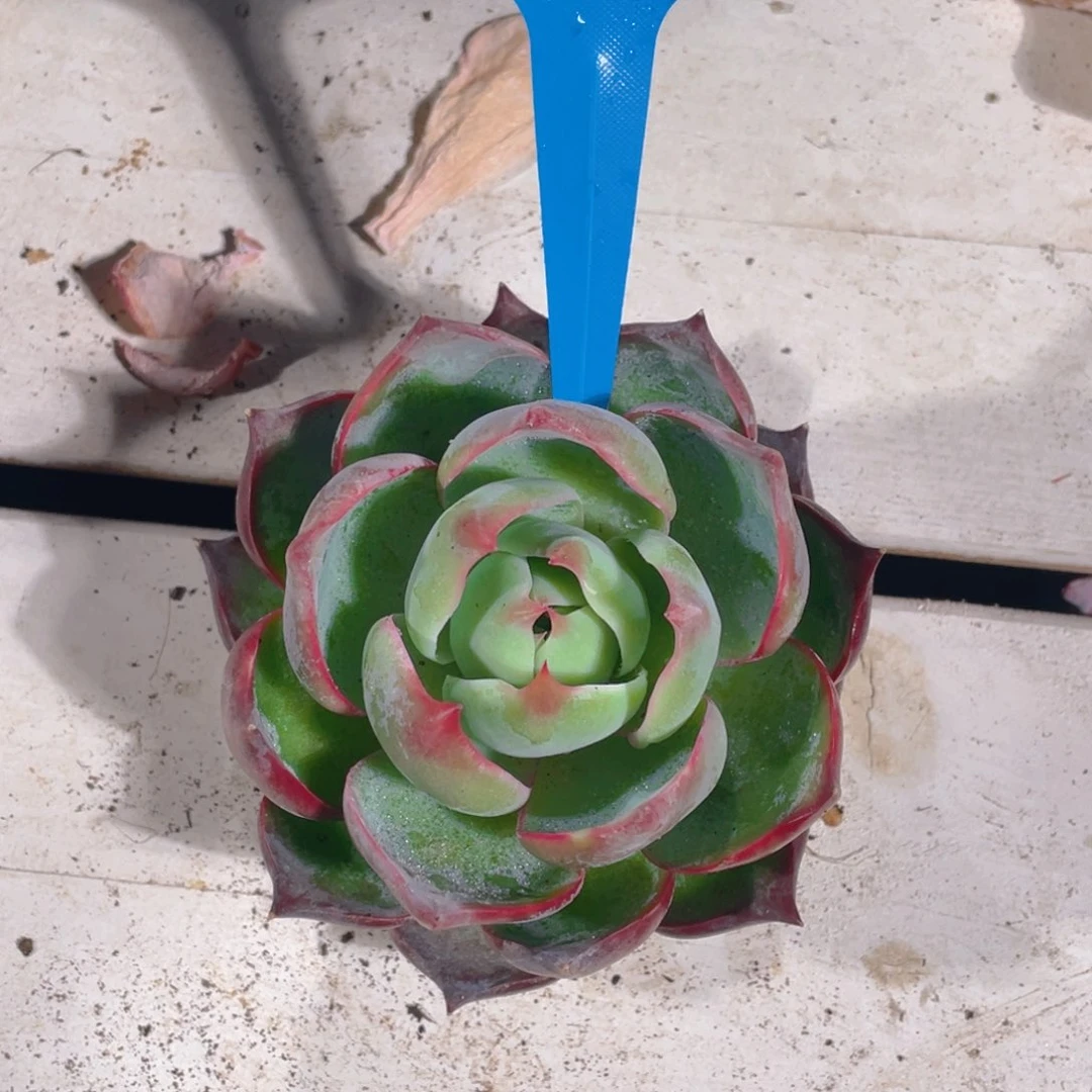 0215-3-惊鸿仙子大福利一颗